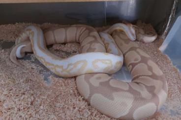 Königspythons kaufen und verkaufen Foto: Adults Python regius 1.1 Albino BP Mahogany x Candino _  Boa Hog hypo