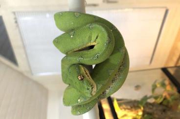 Snakes kaufen und verkaufen Photo: Morelia Viridis Wamena Yellow Spot X High Yellow Sorong