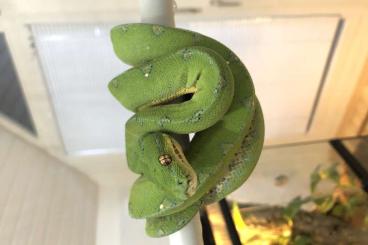 Schlangen kaufen und verkaufen Foto: Morelia Viridis Wamena Yellow Spot X High Yellow Sorong