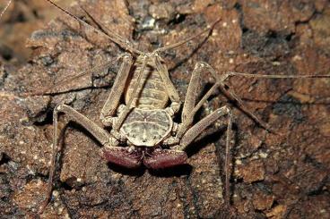 Spiders and Scorpions kaufen und verkaufen Photo: Geißelspinnen, Amblypygi, whip spiders for shipping Spiders and Scorpions kaufen und verkaufen Photo: Geißelspinnen, Amblypygi, whip spiders for shipping