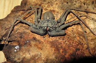 Spiders and Scorpions kaufen und verkaufen Photo: Geißelspinnen, Amblypygi, whip spiders for Weinstadt/ shipping