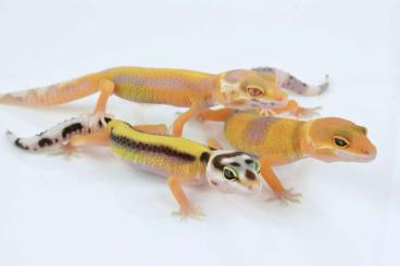 Geckos kaufen und verkaufen Foto: Leopardgeckos - Hamm 09.09