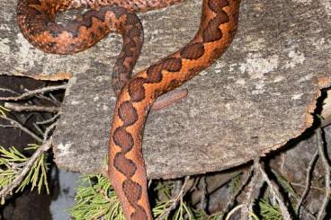 Giftschlangen kaufen und verkaufen Foto: Vipera ammodytes zu verkaufen