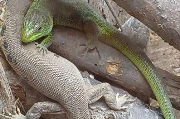 Echsen  kaufen und verkaufen Foto: Lacerta bilineata abzugeben