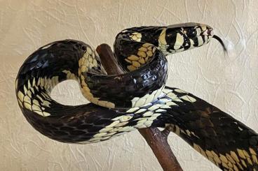 Schlangen kaufen und verkaufen Foto: Spilotes pullatus 1,2 perfect eaters 
