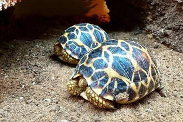 Schildkröten  kaufen und verkaufen Foto: wanted burmese star tortoises