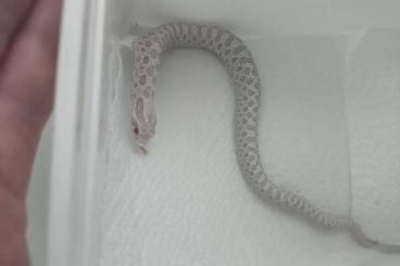 Snakes kaufen und verkaufen Photo: Heterodon nasicus NZ 04/25 Snakes kaufen und verkaufen Photo: Heterodon nasicus NZ 04/25