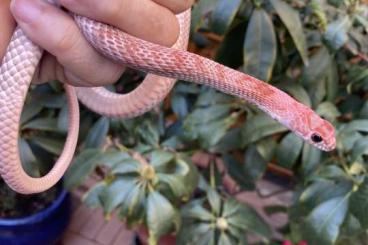 Snakes kaufen und verkaufen Photo: Westliche Peitschennatter (Masticophis flagellum testaceus)