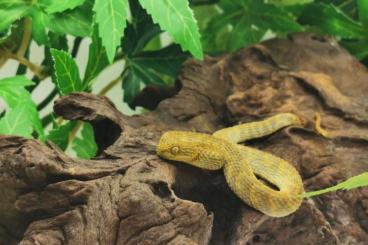 Schlangen kaufen und verkaufen Foto: Buschviper (Atheris laevis)