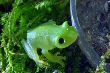 Frösche  kaufen und verkaufen Foto: 1,0 Hyalinobatrachium fleischmanni