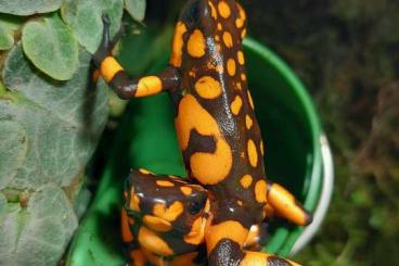 frogs kaufen und verkaufen Photo: Oophaga solanensis (ex. Bahia solano)  0,1                            