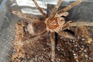 Spiders and Scorpions kaufen und verkaufen Photo: Verschiedene Vogelspinnen Spiders and Scorpions kaufen und verkaufen Photo: Verschiedene Vogelspinnen