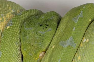 Pythons kaufen und verkaufen Photo: Morelia Viridis 1.0 Enz 10/23 Pythons kaufen und verkaufen Photo: Morelia Viridis 1.0 Enz 10/23