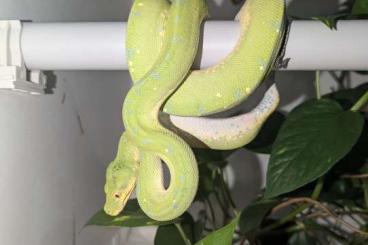 Pythons kaufen und verkaufen Photo: Morelia Viridis 1.0 Enz 10/23 Pythons kaufen und verkaufen Photo: Morelia Viridis 1.0 Enz 10/23