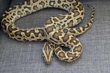 Pythons kaufen und verkaufen Photo: Python Bivittatus Progschai Pythons kaufen und verkaufen Photo: Python Bivittatus Progschai