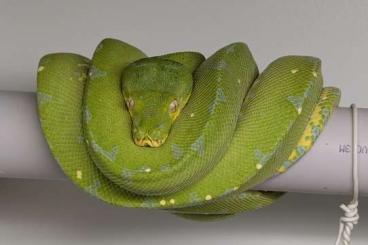 Pythons kaufen und verkaufen Foto: Morelia Viridis 1.0 Enz 10/23 Pythons kaufen und verkaufen Foto: Morelia Viridis 1.0 Enz 10/23
