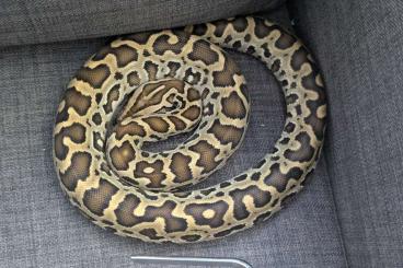 Pythons kaufen und verkaufen Photo: Python Bivittatus Progschai Pythons kaufen und verkaufen Photo: Python Bivittatus Progschai