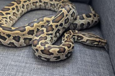Pythons kaufen und verkaufen Photo: Bivittatus Progschai Foulsham Line Pythons kaufen und verkaufen Photo: Bivittatus Progschai Foulsham Line