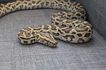 Pythons kaufen und verkaufen Photo: Python Bivittatus Progschai Pythons kaufen und verkaufen Photo: Python Bivittatus Progschai