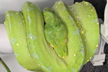 Pythons kaufen und verkaufen Photo: Morelia Viridis 1.0 Enz 10/23 Pythons kaufen und verkaufen Photo: Morelia Viridis 1.0 Enz 10/23