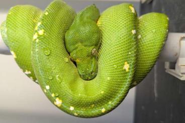 Pythons kaufen und verkaufen Photo: Morelia Viridis 1.0 nz 19 Pythons kaufen und verkaufen Photo: Morelia Viridis 1.0 nz 19