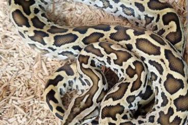 Schlangen kaufen und verkaufen Photo: Python Bivittatus Progschai Schlangen kaufen und verkaufen Photo: Python Bivittatus Progschai