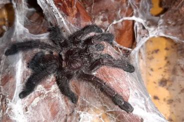 - bird spiders kaufen und verkaufen Photo: Biete zur Abholung oder zum Versand bei passenden Temperaturen - bird spiders kaufen und verkaufen Photo: Biete zur Abholung oder zum Versand bei passenden Temperaturen