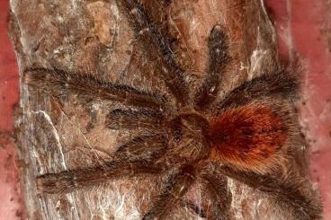 - bird spiders kaufen und verkaufen Photo: Biete zum Versand innerhalb Deutschlands bei passenden Temperaturen - bird spiders kaufen und verkaufen Photo: Biete zum Versand innerhalb Deutschlands bei passenden Temperaturen