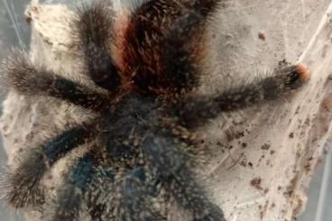 - bird spiders kaufen und verkaufen Photo: Biete zum Versand innerhalb Deutschlands bei passenden Temperaturen - bird spiders kaufen und verkaufen Photo: Biete zum Versand innerhalb Deutschlands bei passenden Temperaturen