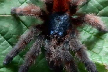 - bird spiders kaufen und verkaufen Photo: Biete zum Versand innerhalb Deutschlands bei passenden Temperaturen - bird spiders kaufen und verkaufen Photo: Biete zum Versand innerhalb Deutschlands bei passenden Temperaturen