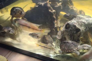 Schildkröten  kaufen und verkaufen Foto: Sternotherus odoratus Nz Moschusschildkröten
