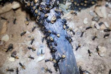 Insects kaufen und verkaufen Photo: Camponotus fulvopilosus Ameisenkolonie 