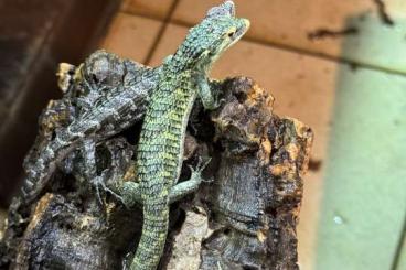 Lizards kaufen und verkaufen Photo: Abronia aurita, Nephrurus amyae