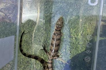 Lizards kaufen und verkaufen Photo: Abronia deppi and mixteca Lizards kaufen und verkaufen Photo: Abronia deppi and mixteca
