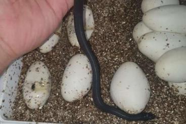 Schlangen kaufen und verkaufen Foto: Lampropeltis nigrita CB 2021