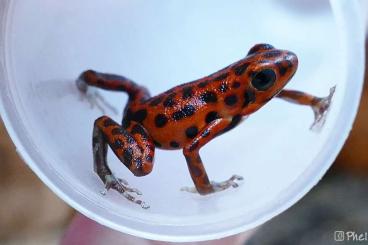 Poison dart frogs kaufen und verkaufen Photo: Oophaga pumilio Bastimentos + Cristobal