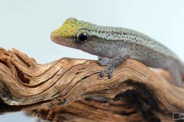 Geckos kaufen und verkaufen Photo: Lygodactylus conraui Ghana
