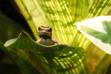 Geckos kaufen und verkaufen Foto: +++ 1.1 Lygodactylus kimhowelli +++ Geckos kaufen und verkaufen Foto: +++ 1.1 Lygodactylus kimhowelli +++