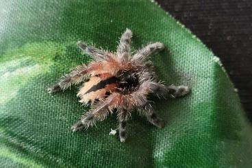 - bird spiders kaufen und verkaufen Photo: Typhochlaena curumim,Avicularia geroldi
