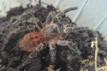 - bird spiders kaufen und verkaufen Photo: Typhochlaena curumim,Avicularia sp kolumbien,Avicularia geroldi
