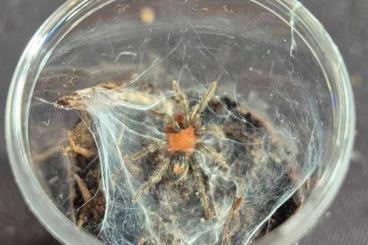 - bird spiders kaufen und verkaufen Photo: Cyriocosmus sellatus,Ybyrapora sooretama,Neischnocolus panamanus - bird spiders kaufen und verkaufen Photo: Cyriocosmus sellatus,Ybyrapora sooretama,Neischnocolus panamanus