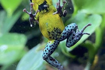 Poison dart frogs kaufen und verkaufen Photo: Oophaga pumilio colon abzugeben 