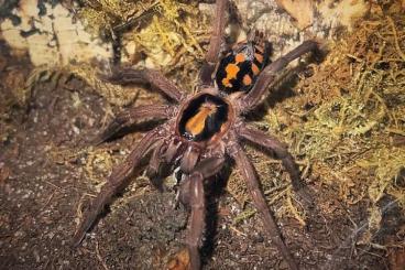 Spinnen und Skorpione kaufen und verkaufen Foto: Zwergvogelspinne Hapalopus formosus