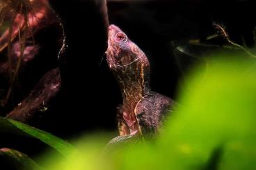 Schildkröten kaufen und verkaufen Foto: Kinosternon acutum / Tabasco Klappschildkröten Schildkröten kaufen und verkaufen Foto: Kinosternon acutum / Tabasco Klappschildkröten