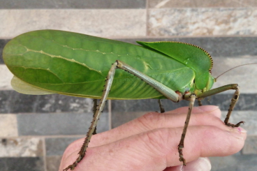Insects kaufen und verkaufen Photo: O.peruana und Siliquofera grandis