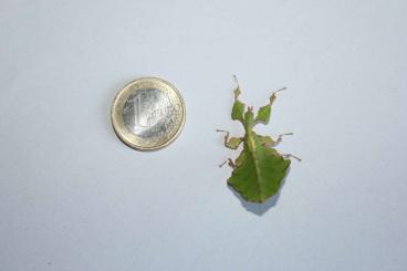 Insekten kaufen und verkaufen Foto: O.peruana p. giganteum Farnschrecke Großes Wandeldes Blatt Insekten kaufen und verkaufen Foto: O.peruana p. giganteum Farnschrecke Großes Wandeldes Blatt