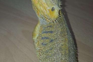Bearded dragons kaufen und verkaufen Photo: Bartagame Pogona vitticeps gelb