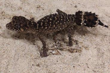 Geckos kaufen und verkaufen Photo: Uvidicolus sphyrurus and Nephrurus laevissimus