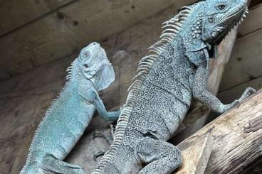 Lizards kaufen und verkaufen Photo: Iguana Iguana insularis / Iguana Iguana rachan Lizards kaufen und verkaufen Photo: Iguana Iguana insularis / Iguana Iguana rachan