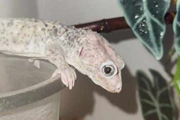 Geckos kaufen und verkaufen Foto: Tokay gecko babies 2024 ready